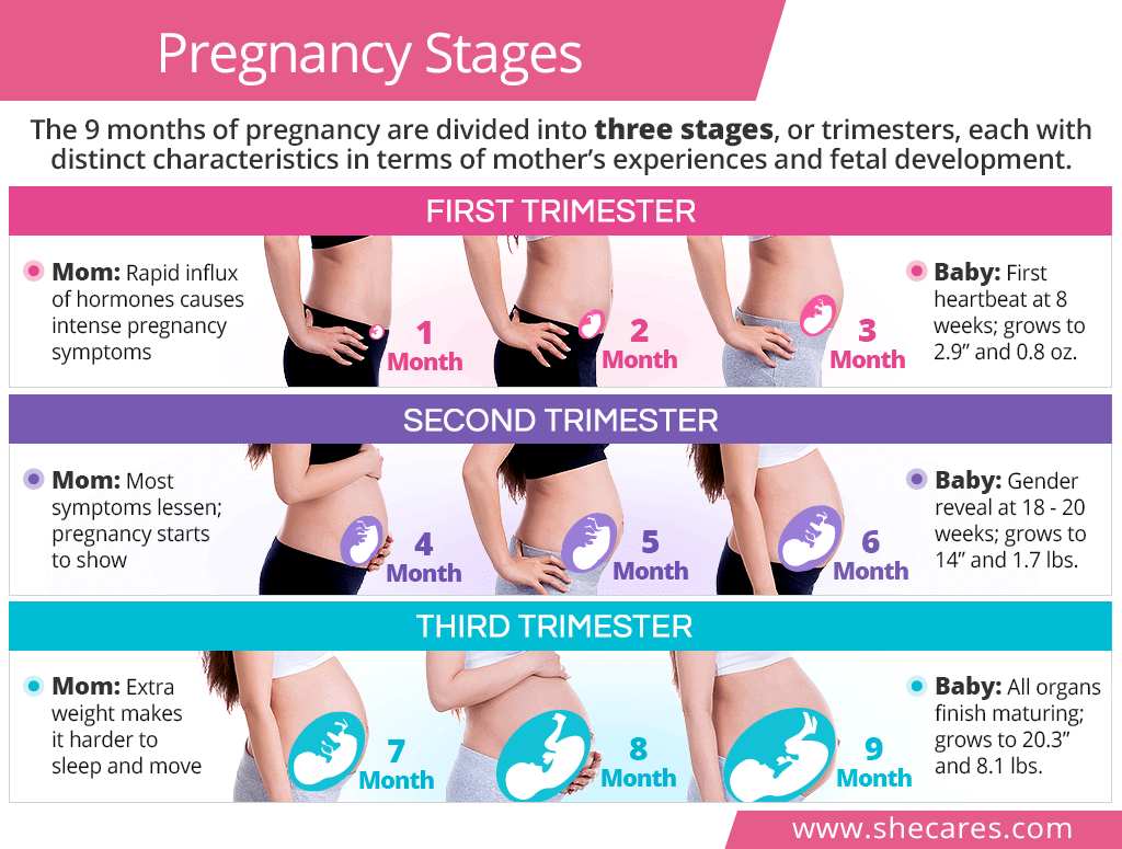 Pregnancy stages: trimesters