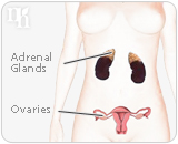 Woman's body produces testosterone in the ovaries ans adrenal glands