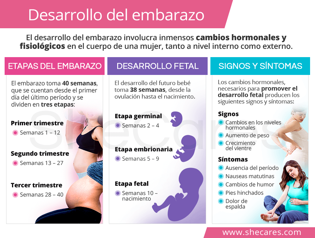 Desarrollo del embarazo