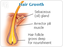 Hair growth