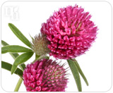 Red clover is used to treat progesterone dominance