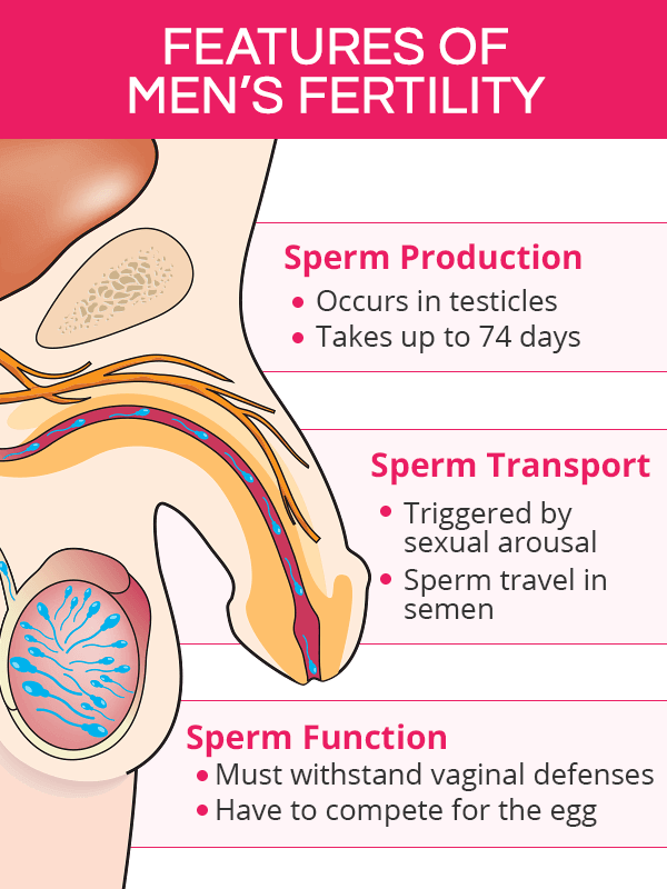 Sperm production occurs