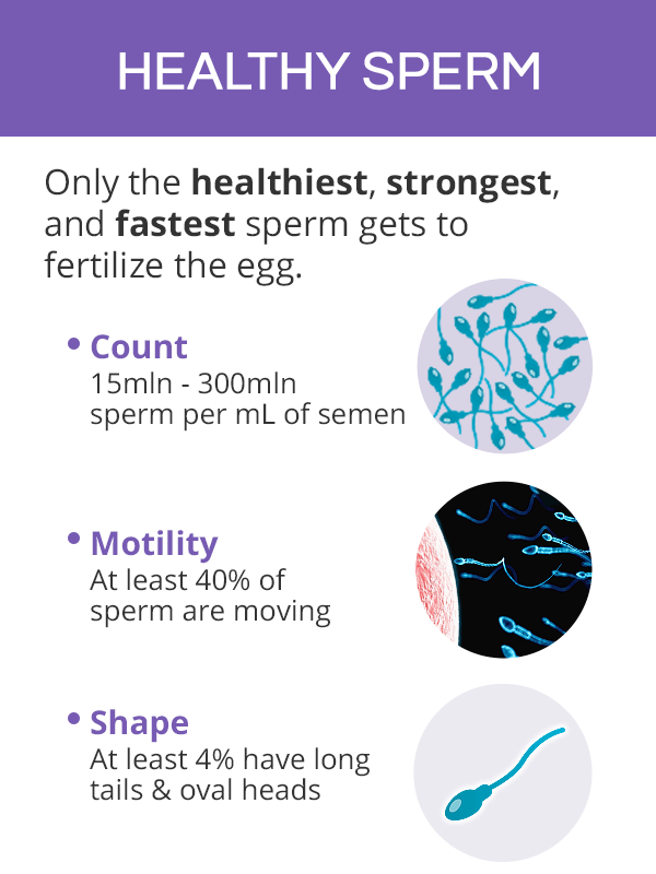 Sperm motility, count, and shape