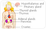 Endocrine System and Hormones