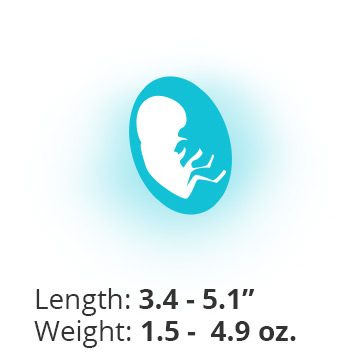 Baby at 17 weeks pregnant