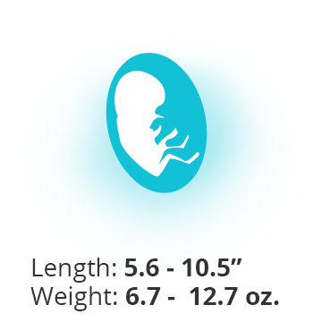 Baby at 21 weeks pregnant