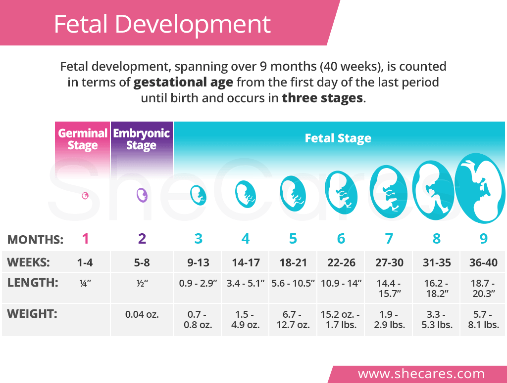 Fetal Development | SheCares