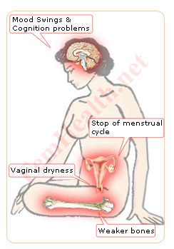 Estrogen Declination Effects