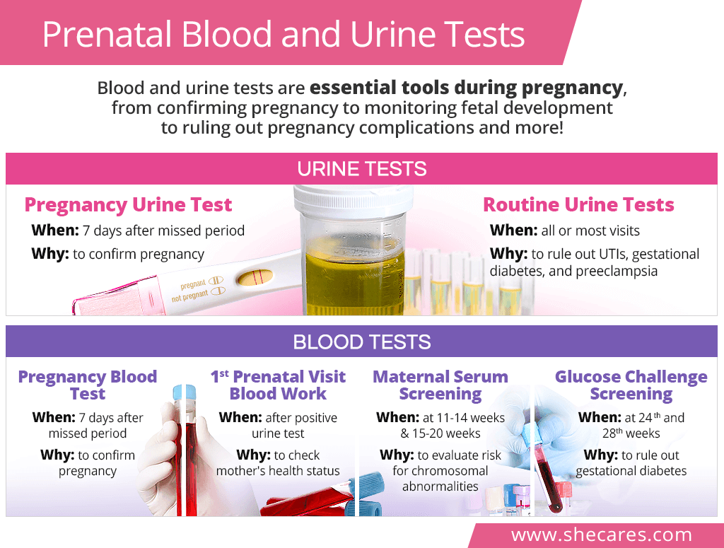 Urine & blood tests during pregnancy