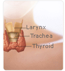 progesterone traquea