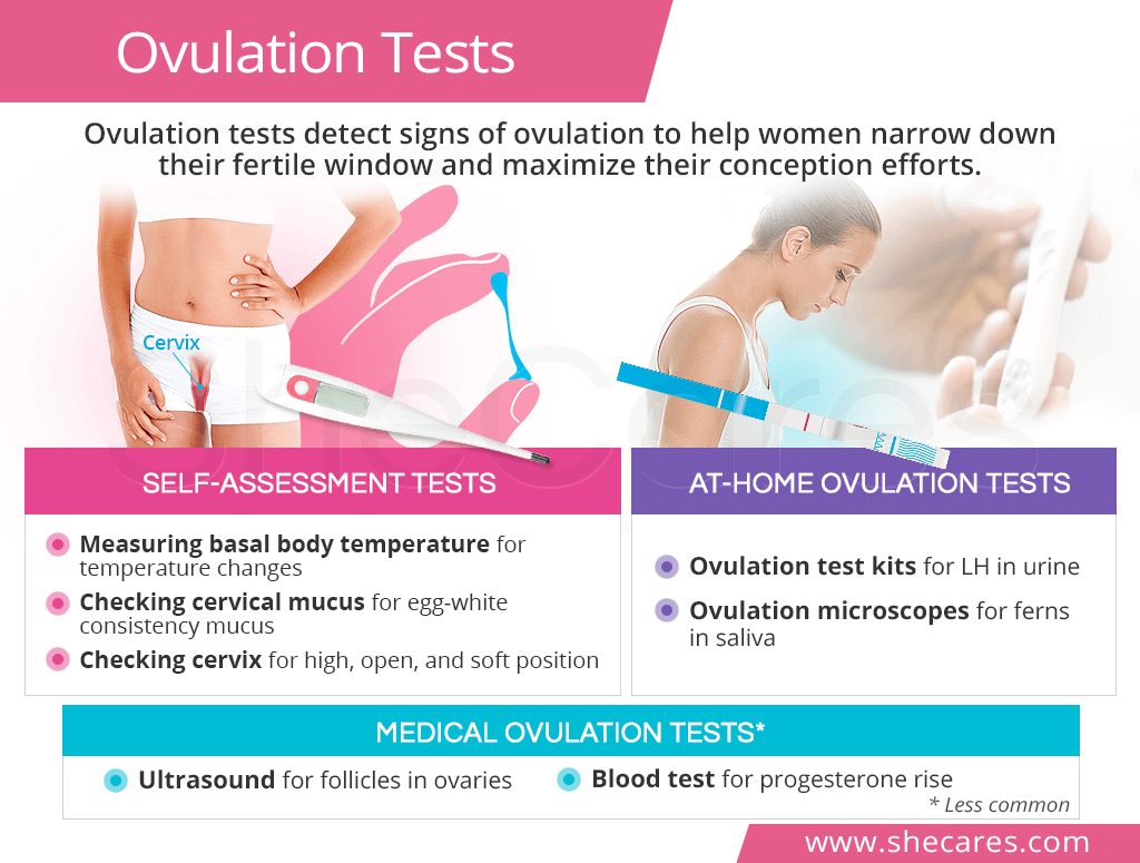 Ovulation Tests