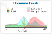 Understanding Estrogen Levels during the Different Menopausal Phases-2