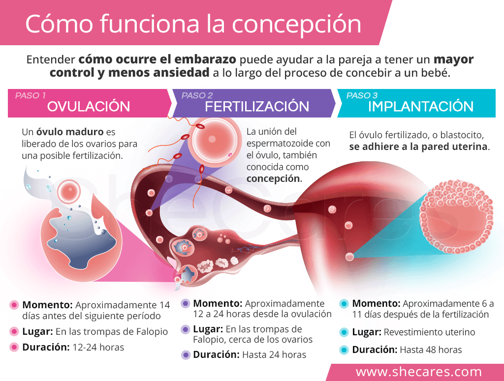 Se puede cocinar con vino en el embarazo