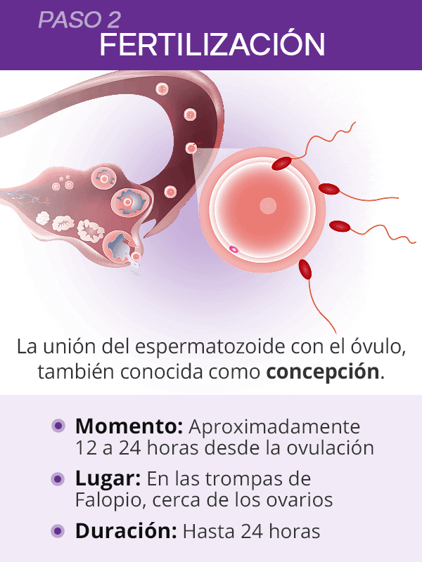 Fertilización