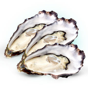 Oysters to get pregnant fast