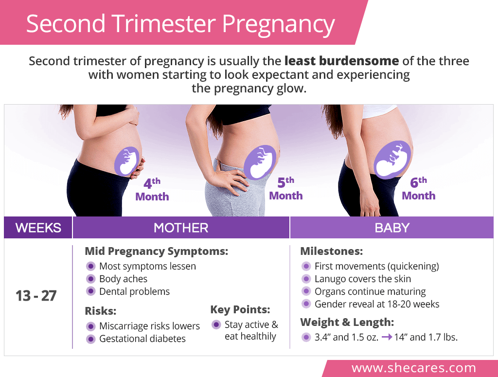 Pregnancy Second Trimester