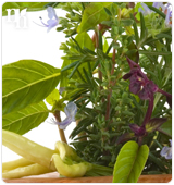 Herbal remedies help treating declining estrogen levels