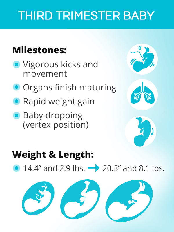 the third trimester of pregnancy