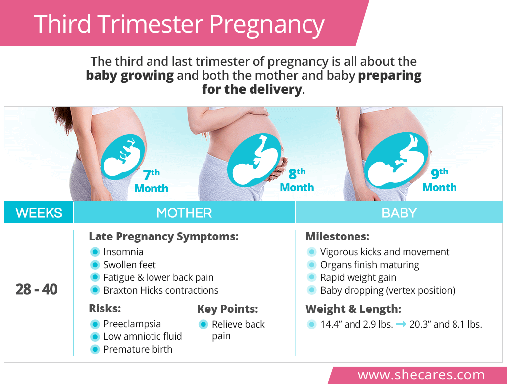 Of pregnancy trimesters three Pregnancy The