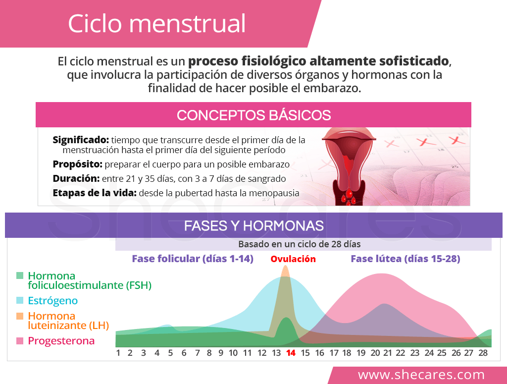 Ciclo menstrual: Fases y hormonas