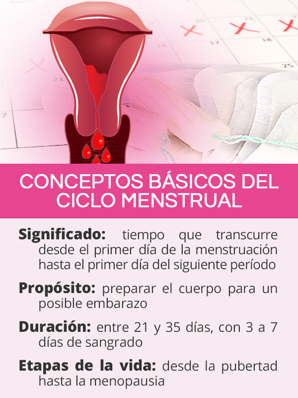 Conceptos básicos sobre el ciclo menstrual