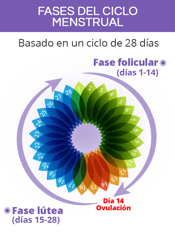 Fases del ciclo menstrual