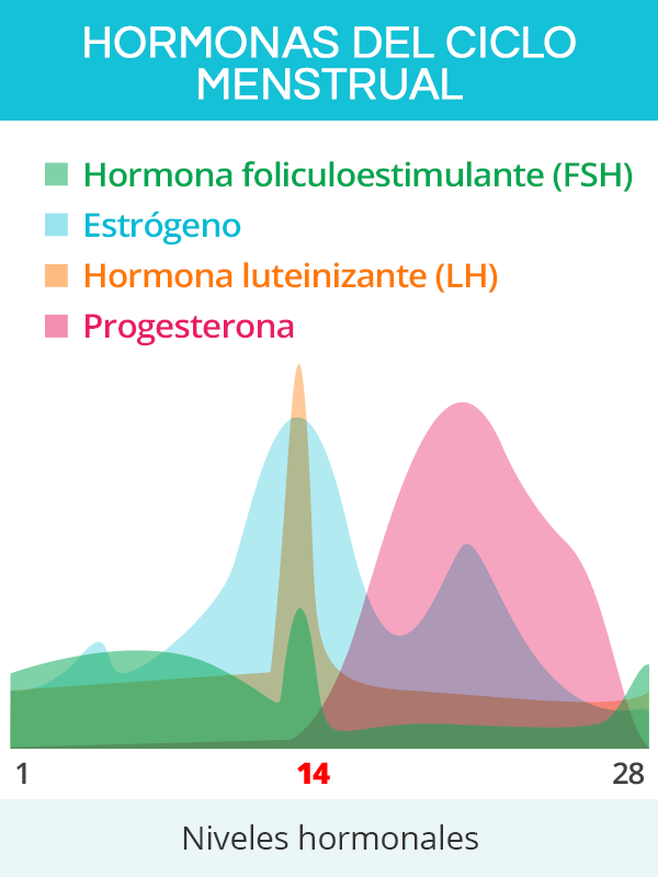 Hormonas del ciclo menstrual