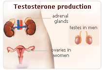 Testosterone Levels Linked to Depression