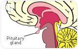 Hormones of the Pituitary Gland