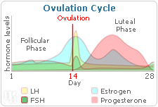 Ovulation cycle