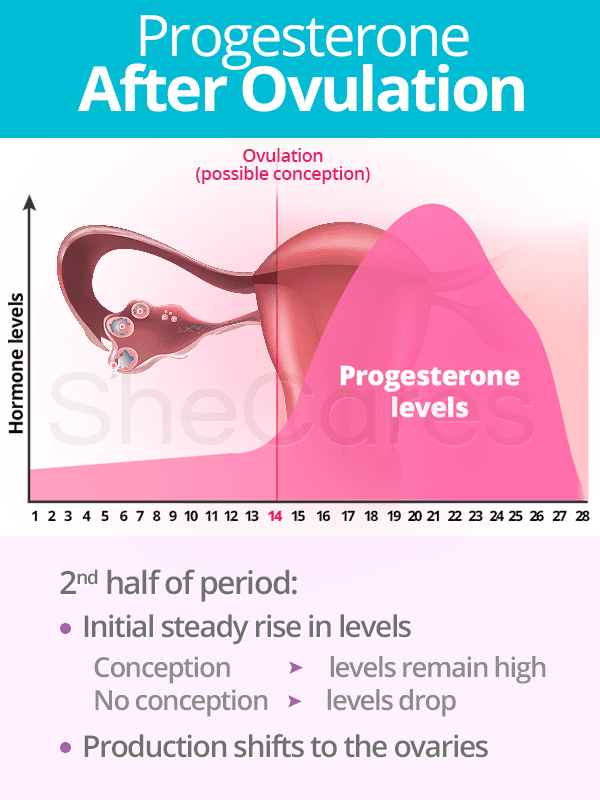 Progesterone After Ovulation