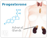 After menopause, progesterone is made by the adrenal glands and fat cells