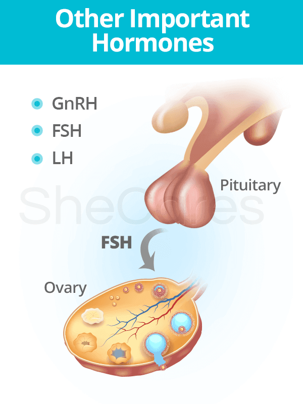 Other important hormones